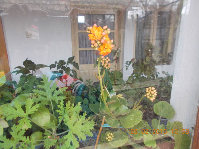 DSCN1057 - Flori de camera -2016