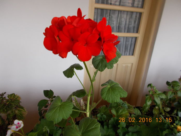 DSCN1066 - Flori de camera -2016