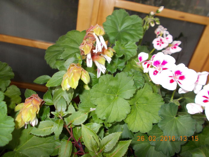 DSCN1070 - Flori de camera -2016