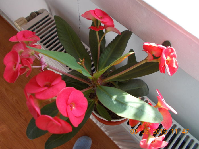 DSCN1107 - Flori de camera -2016