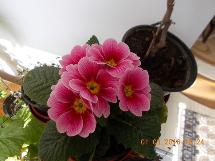 DSCN1089 - Flori de camera -2016