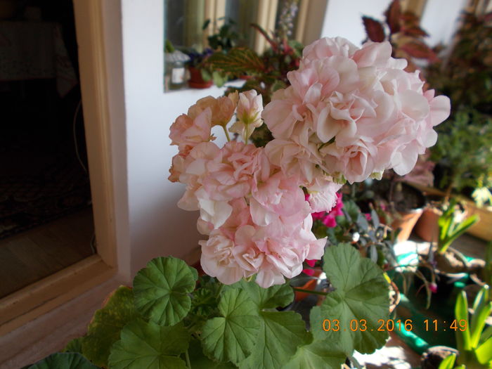 DSCN1112 - Flori de camera -2016