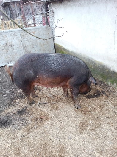 IMG_20160304_154313; Scroaf%u0103 gestanta de 6 sapt
