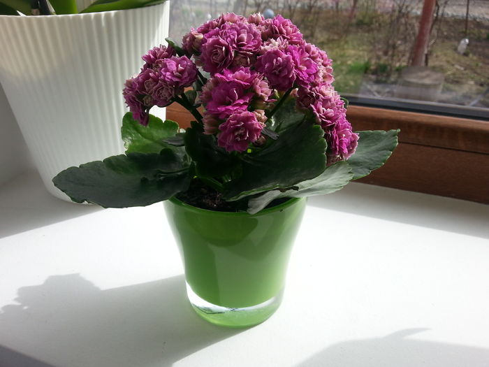 20160229_132312 - kalanchoe