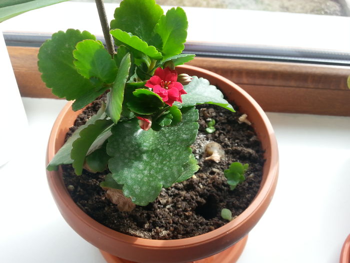 20160229_132357 - kalanchoe