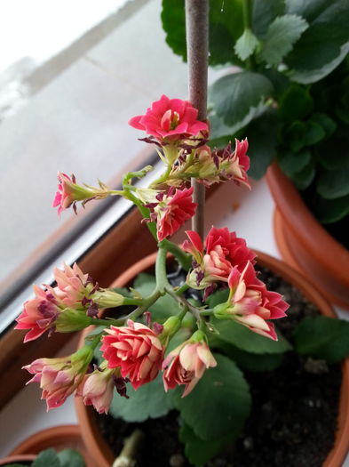 20160118_154015 - kalanchoe