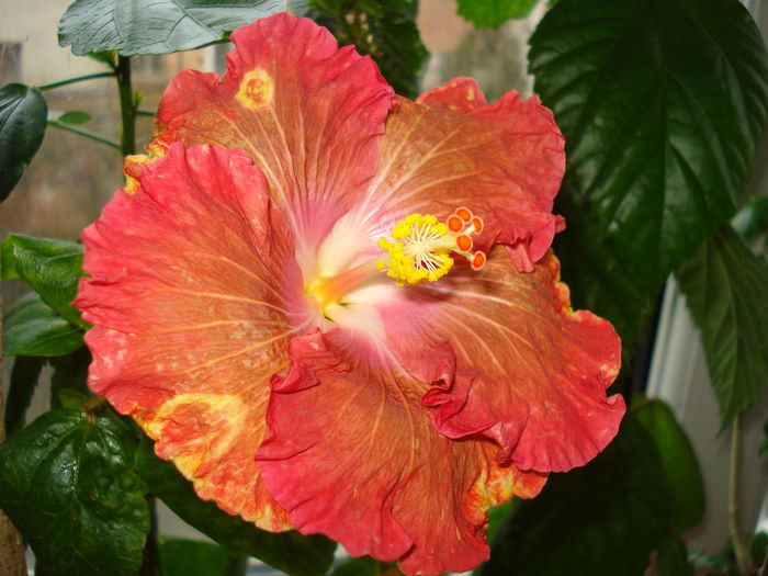 DSC04710 - Hibiscus Little Special