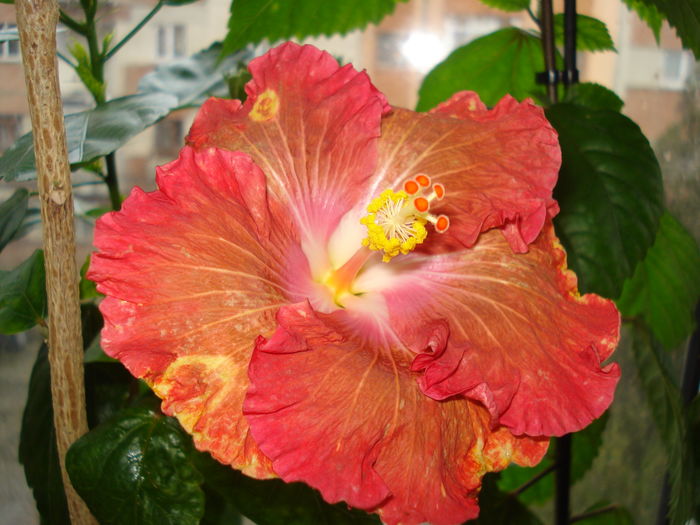 DSC04711 - Hibiscus Little Special