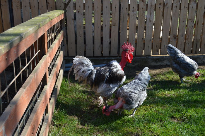 gat g albastru; gat g albastru
