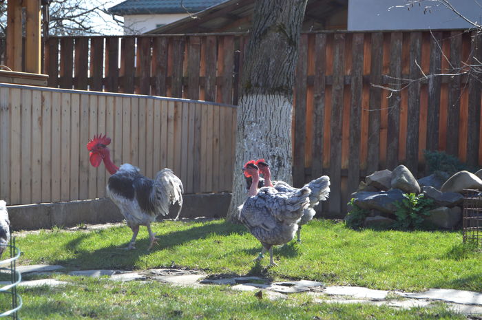 gat g albastru; gat g albastru
