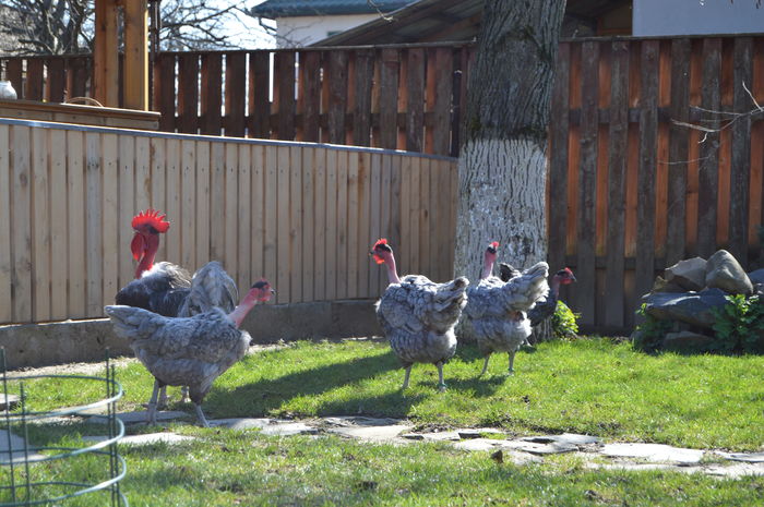 gat g albastru; gat g albastru
