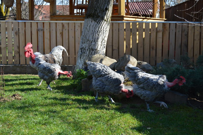 gat g albastru; gat g albastru
