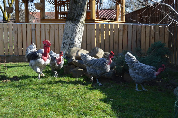 gat g albastru; gat g albastru
