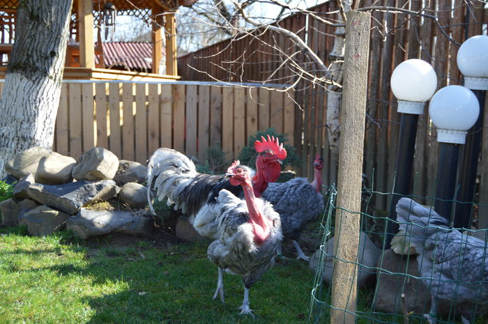 gat g albastru; gat g albastru
