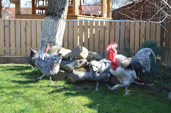 gat g albastru; gat g albastru
