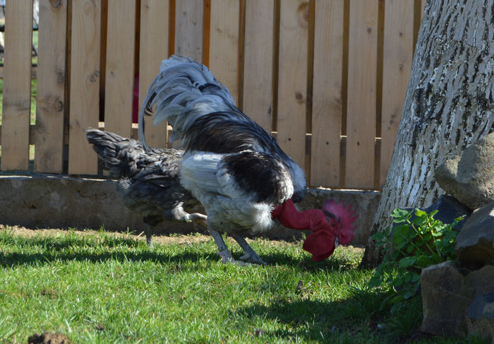 gat g albastru; gat g albastru
