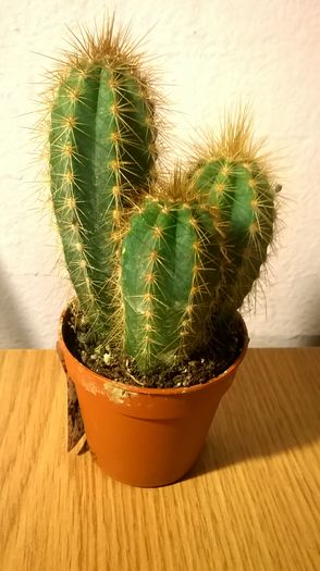 WP_20160229_17_54_44_Pro - Cactusi si suculente