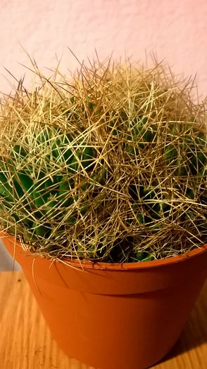 WP_20160229_17_57_26_Pro - Cactusi si suculente