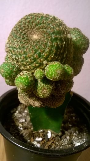 WP_20160229_17_59_53_Pro - Cactusi si suculente