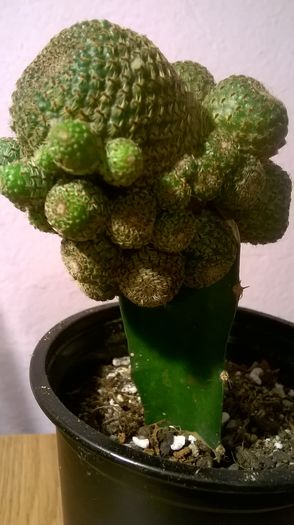 WP_20160229_18_00_05_Pro - Cactusi si suculente