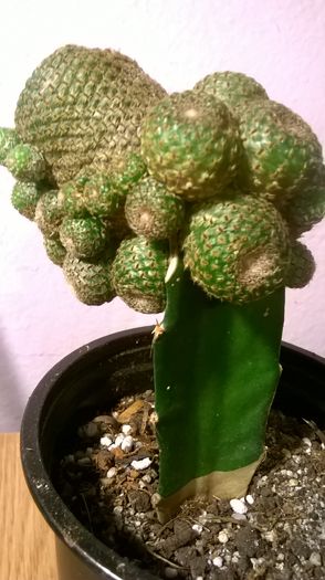 WP_20160229_18_00_39_Pro - Cactusi si suculente