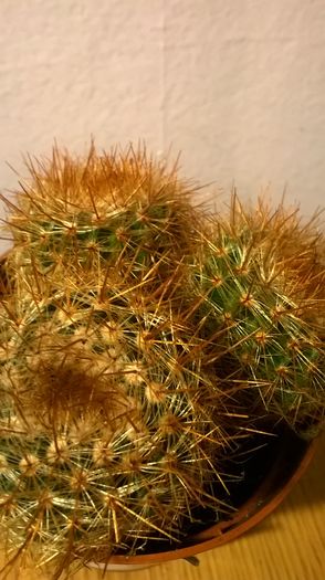 WP_20160229_18_01_36_Pro - Cactusi si suculente