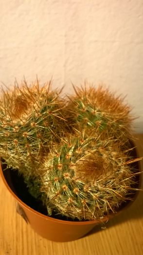 WP_20160229_18_01_29_Pro - Cactusi si suculente