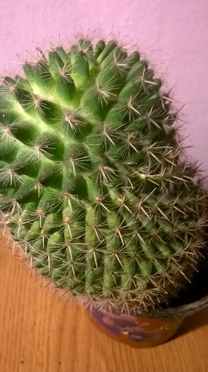 WP_20160229_18_04_38_Pro - Cactusi si suculente