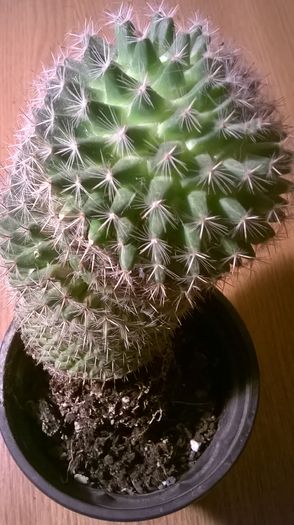 WP_20160229_18_05_01_Pro - Cactusi si suculente