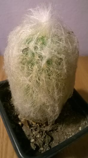 WP_20160229_18_05_52_Pro - Cactusi si suculente