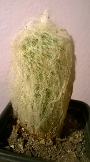 WP_20160229_18_06_47_Pro - Cactusi si suculente