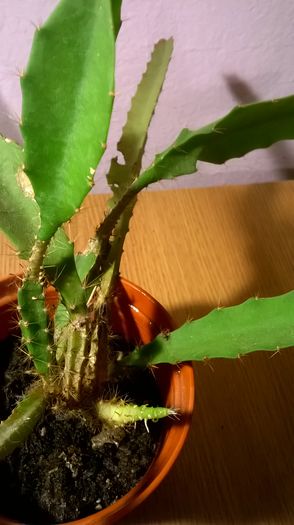 WP_20160229_18_08_46_Pro - Cactusi si suculente