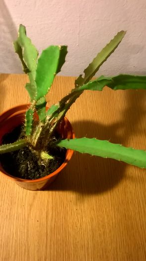 WP_20160229_18_08_28_Pro - Cactusi si suculente