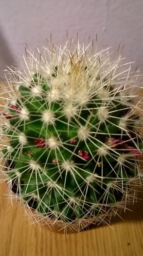 WP_20160229_18_09_53_Pro - Cactusi si suculente