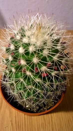 WP_20160229_18_10_26_Pro - Cactusi si suculente