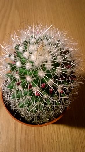 WP_20160229_18_10_58_Pro - Cactusi si suculente