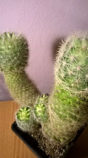 WP_20160229_18_16_46_Pro