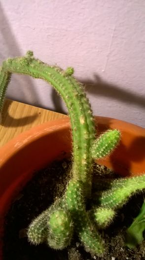WP_20160229_18_19_21_Pro - Cactusi si suculente