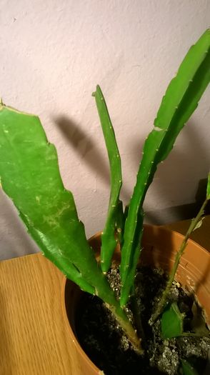 WP_20160229_18_20_18_Pro