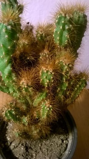 WP_20160229_18_22_29_Pro - Cactusi si suculente