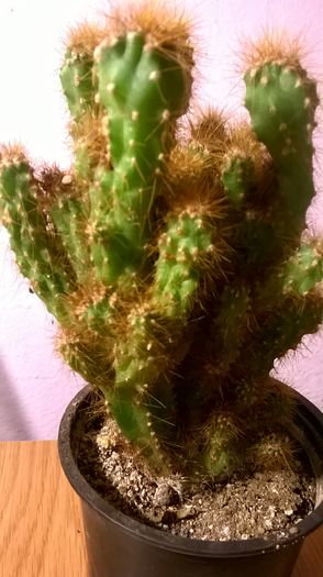 WP_20160229_18_23_11_Pro - Cactusi si suculente