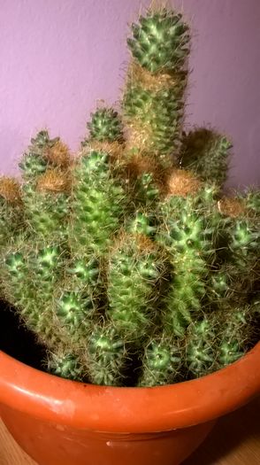 WP_20160229_18_29_16_Pro - Cactusi si suculente