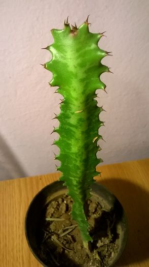 WP_20160229_18_25_07_Pro - Cactusi si suculente