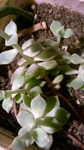 WP_20160229_18_35_26_Pro - Cactusi si suculente