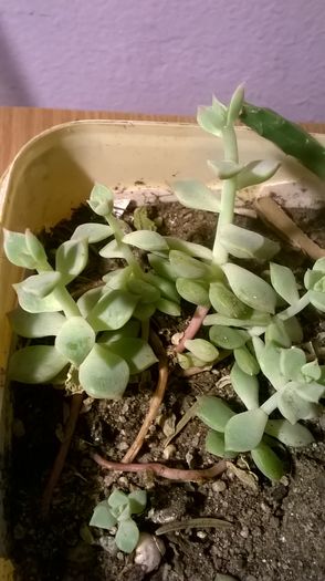 WP_20160229_18_35_04_Pro - Cactusi si suculente