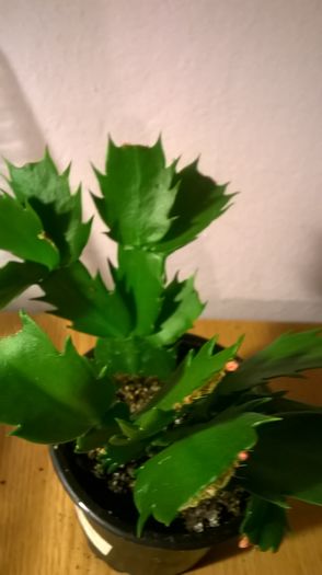 WP_20160229_18_52_07_Pro - Cactusi si suculente