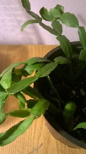 WP_20160229_18_54_14_Pro - Cactusi si suculente