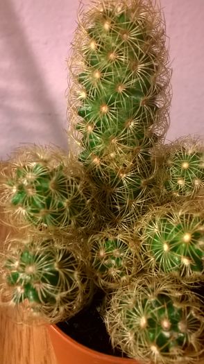 WP_20160229_19_12_50_Pro - Cactusi si suculente