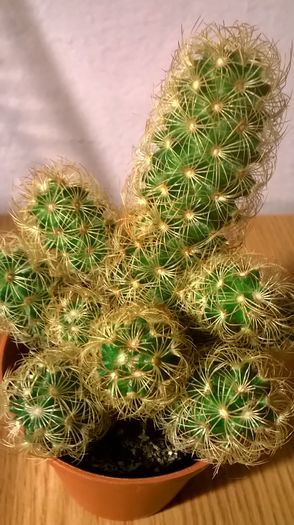 WP_20160229_19_13_13_Pro - Cactusi si suculente