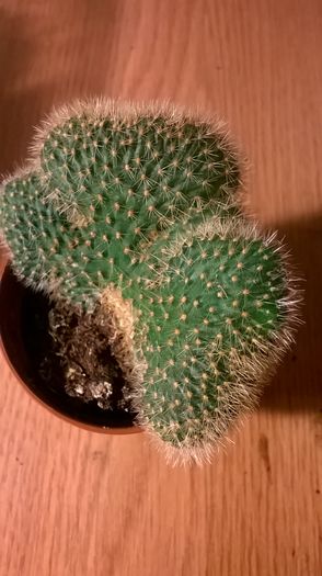 WP_20160229_19_14_13_Pro - Cactusi si suculente